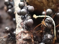 Lamproderma echinulatum