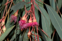 Eucalyptus sideroxylon sideroxylon