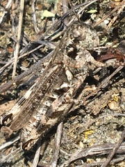 Melanoplus kennicottii