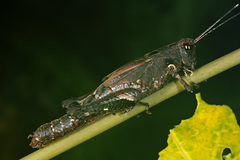 Traulia ornata