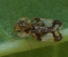 Corythucha associata