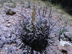 Echinofossulocactus dichroacanthus