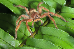 Heteropoda pingtungensis