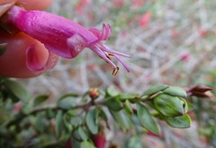 Eremophila maculata