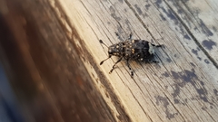 Androceras flabellicorne