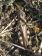 Melanoplus kennicottii