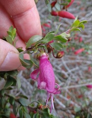 Eremophila maculata