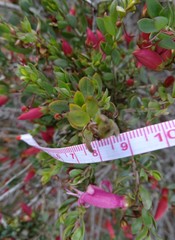 Eremophila maculata