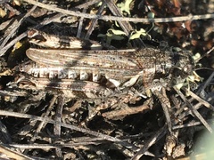 Melanoplus kennicottii