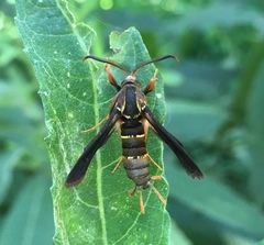 Vitacea polistiformis