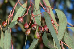 Eucalyptus sideroxylon sideroxylon
