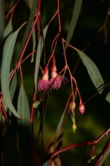 Eucalyptus sideroxylon sideroxylon
