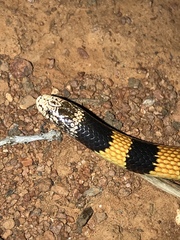 Simoselaps bertholdi