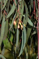 Eucalyptus sideroxylon sideroxylon