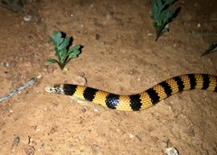 Simoselaps bertholdi