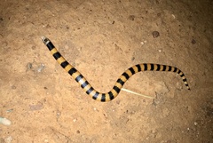 Simoselaps bertholdi