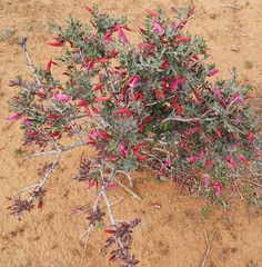 Eremophila maculata