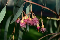 Eucalyptus sideroxylon sideroxylon