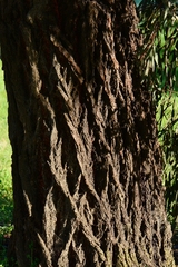 Eucalyptus sideroxylon sideroxylon