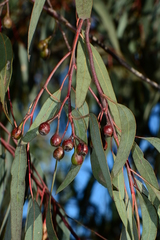 Eucalyptus sideroxylon sideroxylon