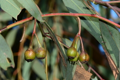 Eucalyptus sideroxylon sideroxylon