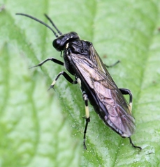 Macrophya alboannulata