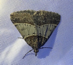 Dichromodes orthotis