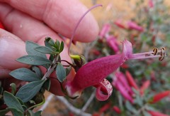 Eremophila maculata