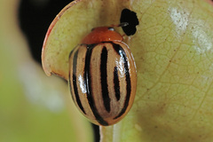 Plagiodera septemvittata