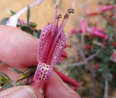 Eremophila maculata