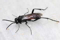 Macrophya annulata