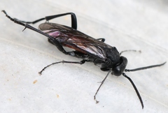 Macrophya annulata