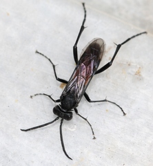 Macrophya annulata