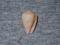 Conus cyanostoma