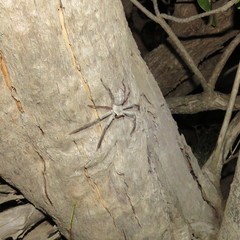 Isopedella conspersa