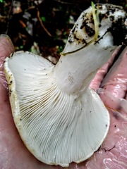 Lactarius musteus