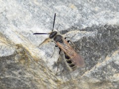 Colpa quinquecincta