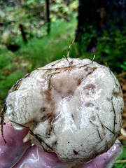 Hygrophorus hedrychii