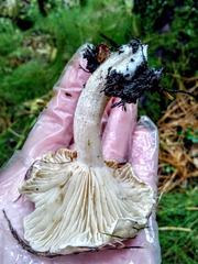 Hygrophorus hedrychii
