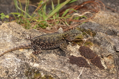 Sceloporus taeniocnemis