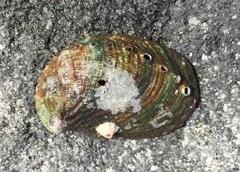 Haliotis virginea