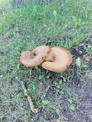 Paxillus involutus