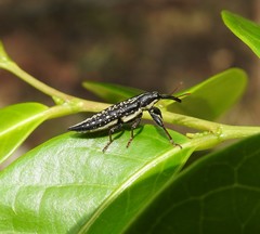Rhinotia lineata