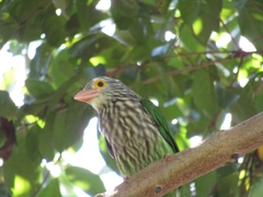 Lineated Barbet photo 5