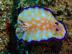 Hypselodoris pulchella
