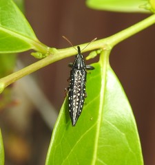 Rhinotia lineata