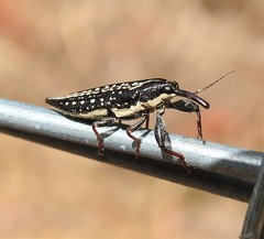 Rhinotia lineata