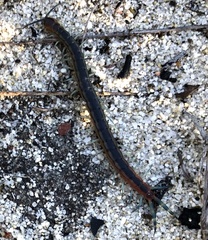 Scolopendra laeta