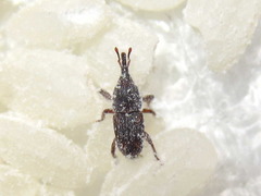 Sitophilus zeamais