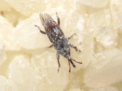 Sitophilus zeamais